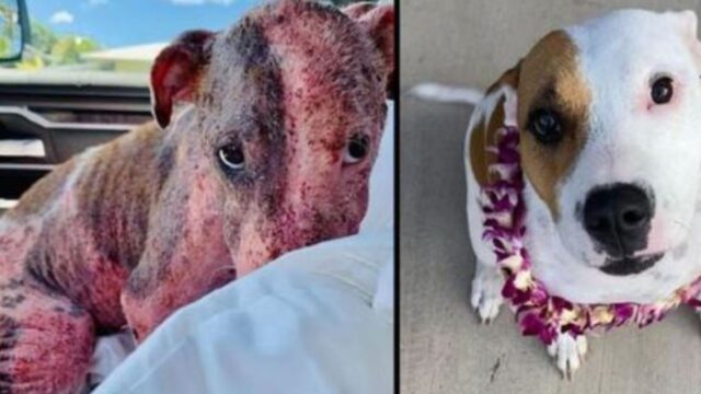 Delle persone senza scrupoli lo avevano sepolto vivo in spiaggia, ma questo cane è riuscito a sopravvivere