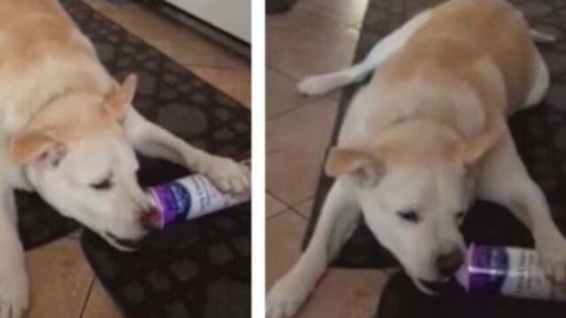 Un esempio di enorme intelligenza (e furbizia): questo cane ha capito come usare la bomboletta di cibo spray