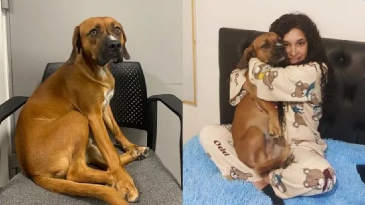 Cane abbandonato all'aeroporto