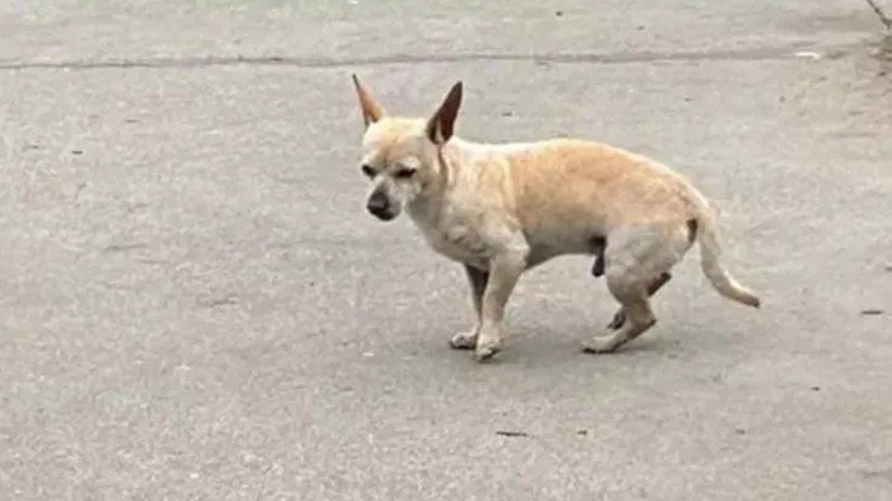 Cane abbandonato dalla famiglia