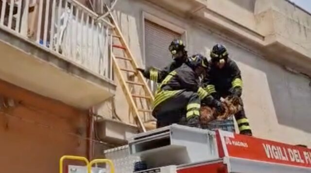 Cane abbandonato su un balcone a Modica Alta: vigili lo salvano