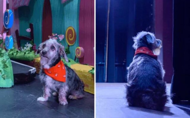 Il cane adottato dal rifugio passa “dalla gabbia al palco” inaugurando la sua nuova carriera da attore