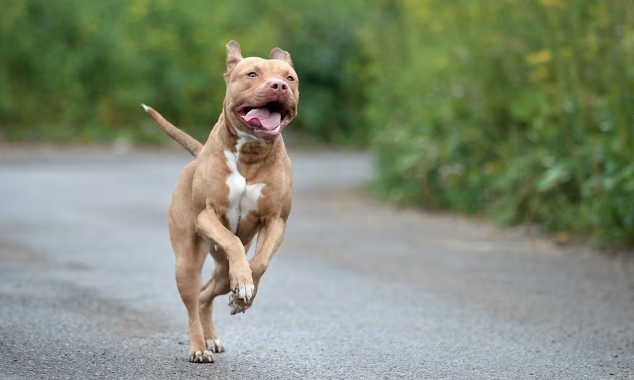 Corsa del Pitbull