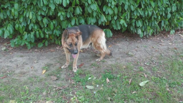 Cane che ha vegliato sui corpi dei proprietari per una settimana cerca una nuova famiglia