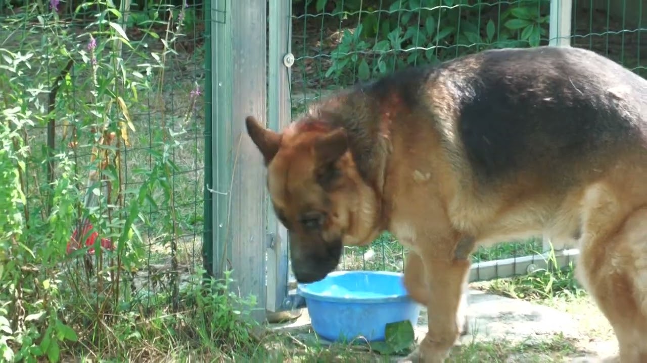 Cane con la ciotola dell'acqua