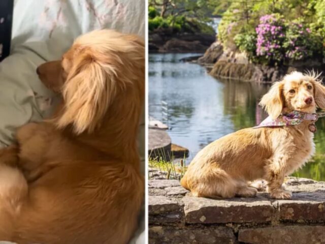 Il cane assiste a una videochiamata con il fidanzato della sua mamma umana e la sua reazione è da urlo