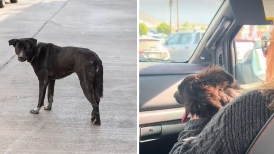 cane in braccio ad una donna