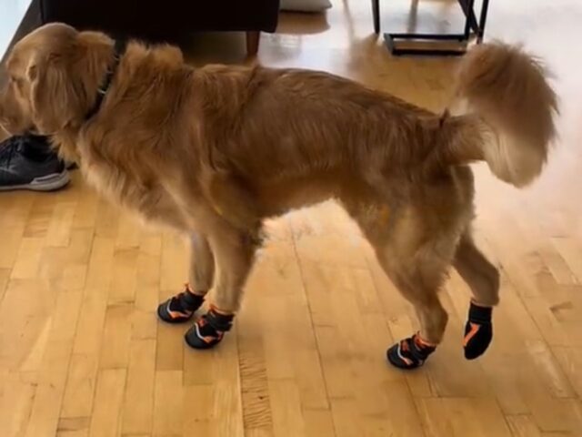 Il modo in cui il Golden Retriever reagisce alle sue nuove scarpe è a dir poco esilarante