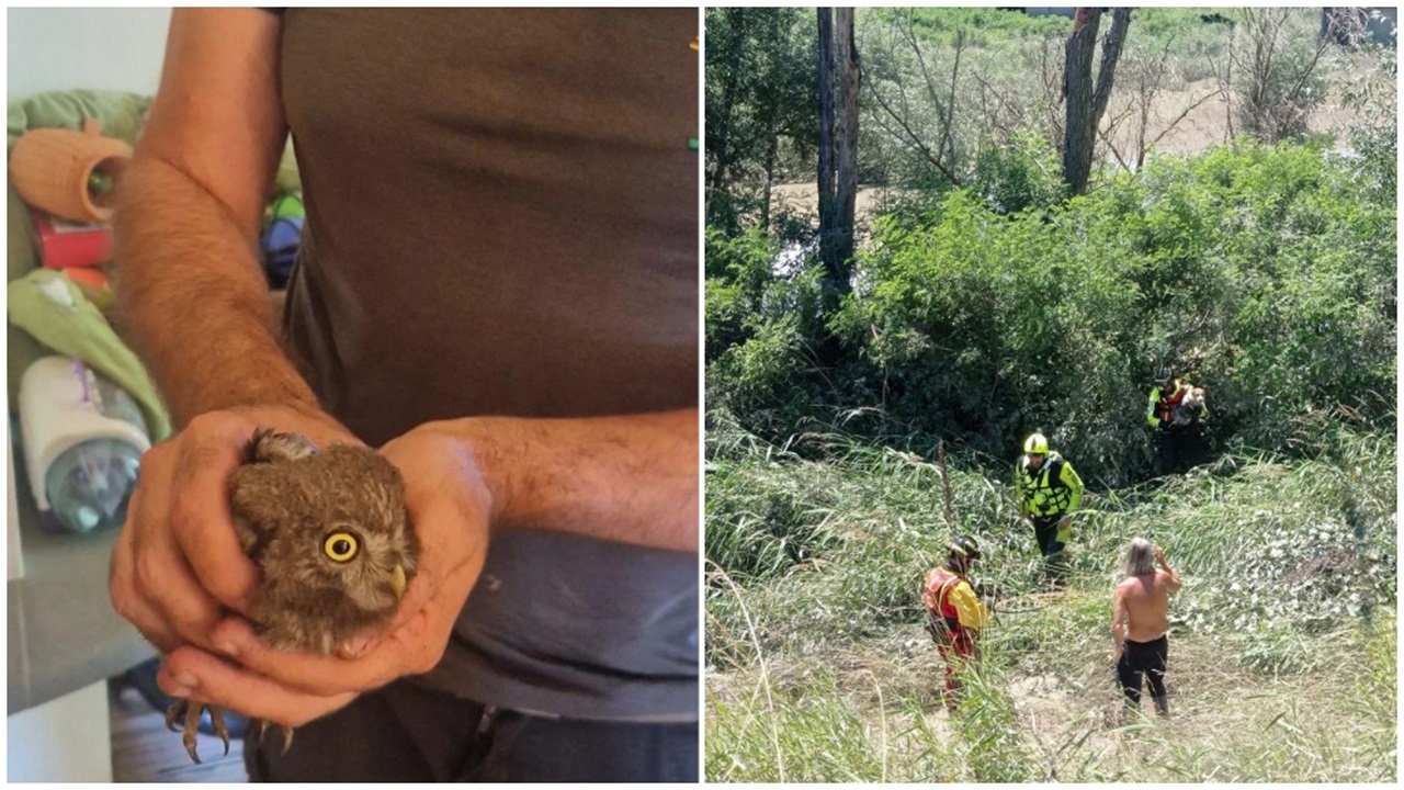 Cane e civetta salvati a Modena