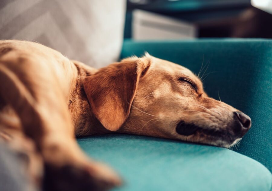 Il cane fa rumore quando respira: che cosa può significare?