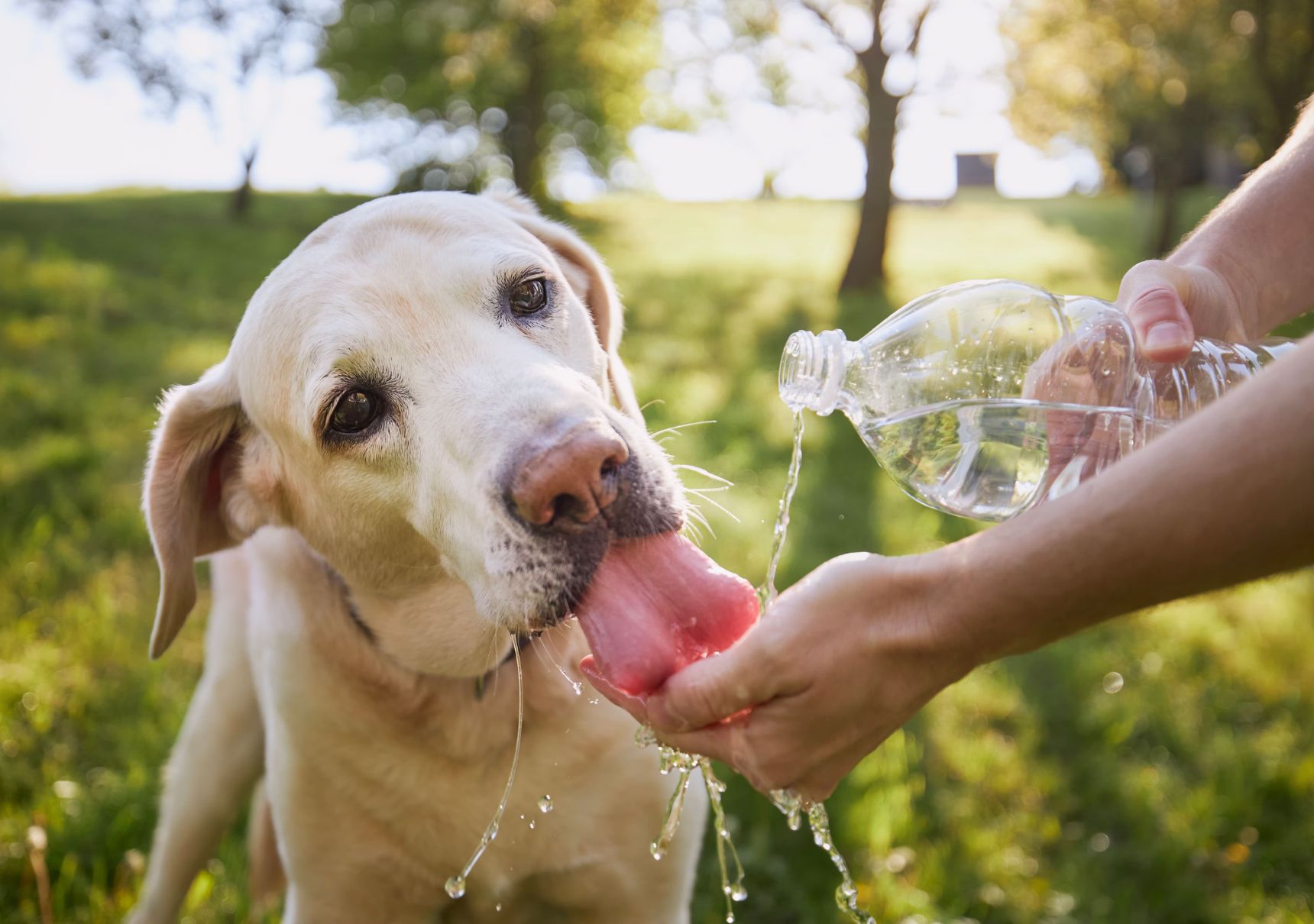 cane che beve