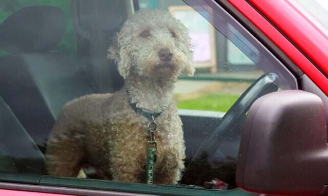 Cane in auto sotto il sole: i proprietari erano andati a fare l’aperitivo