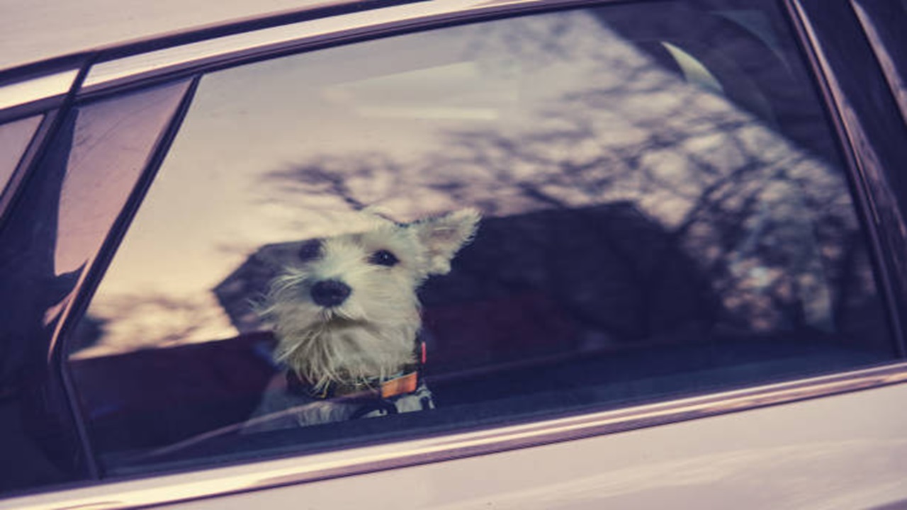 Cane in auto sotto il sole