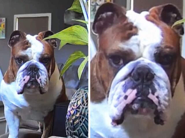 Il Bulldog decide di guardare la videocamera e fare un appello ai genitori umani: “Cercate di tornare a casa”
