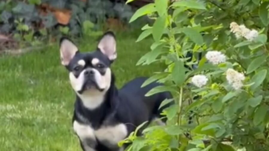 cagnolino che guarda davanti a sé