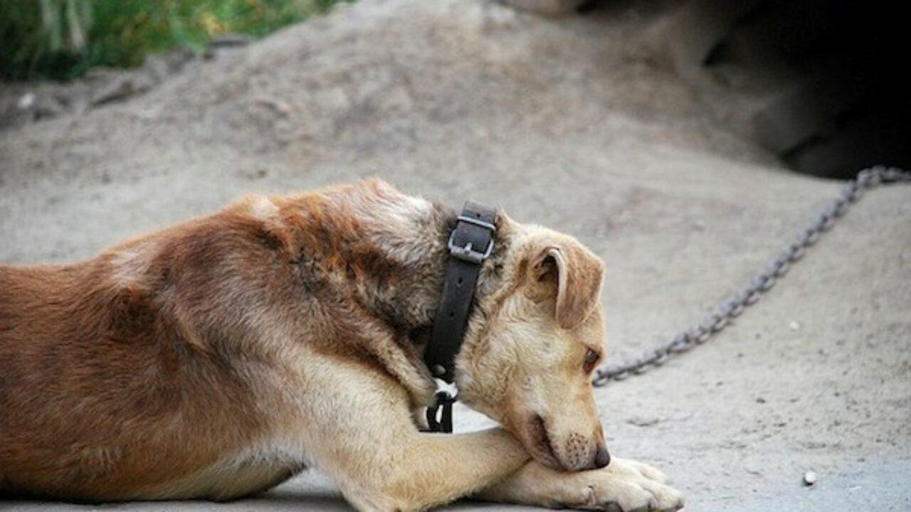 Cane legato alla catena e abbandonato