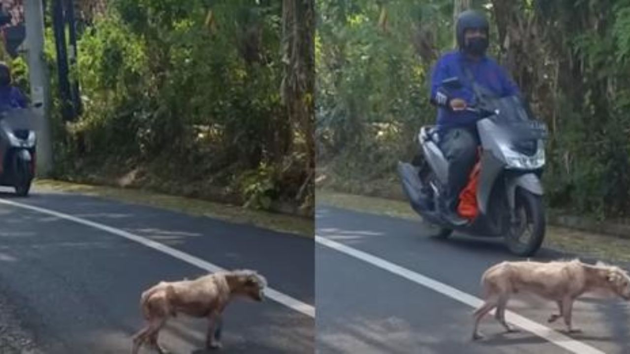 cane magro e senza pelo