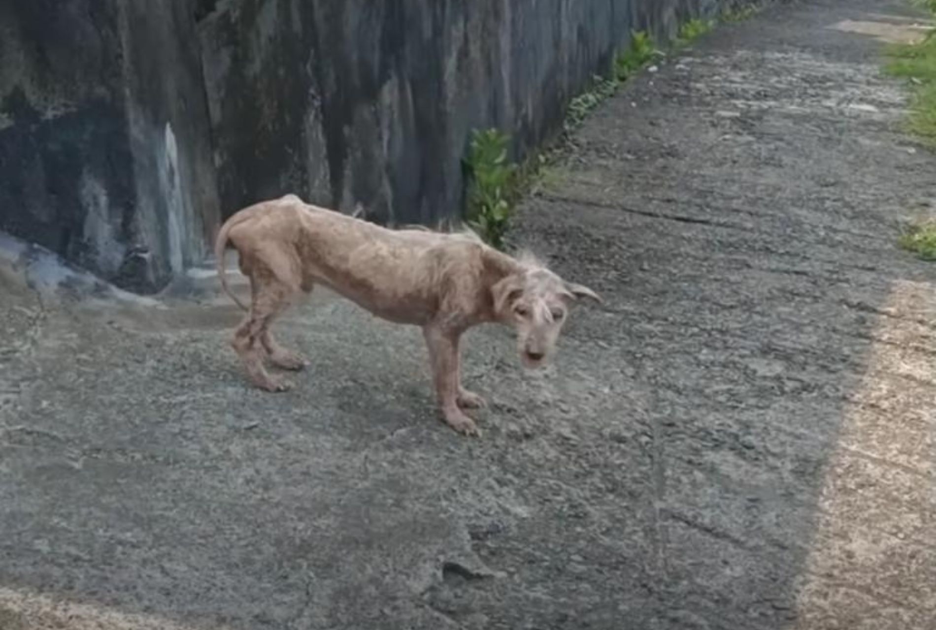 cane magro e senza pelo