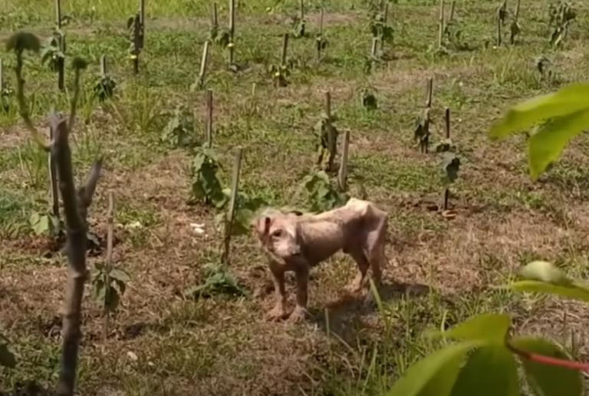 cane magro e senza pelo