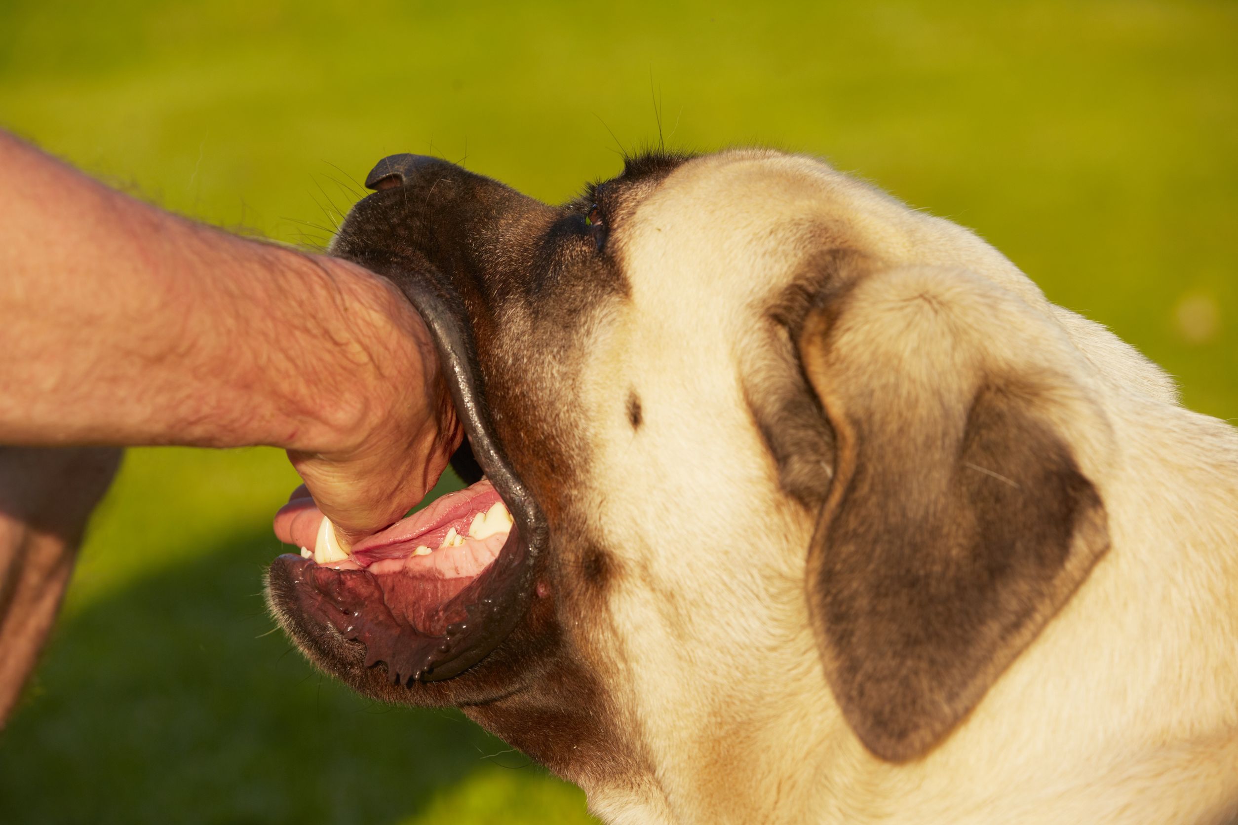 cane con mano fra i denti