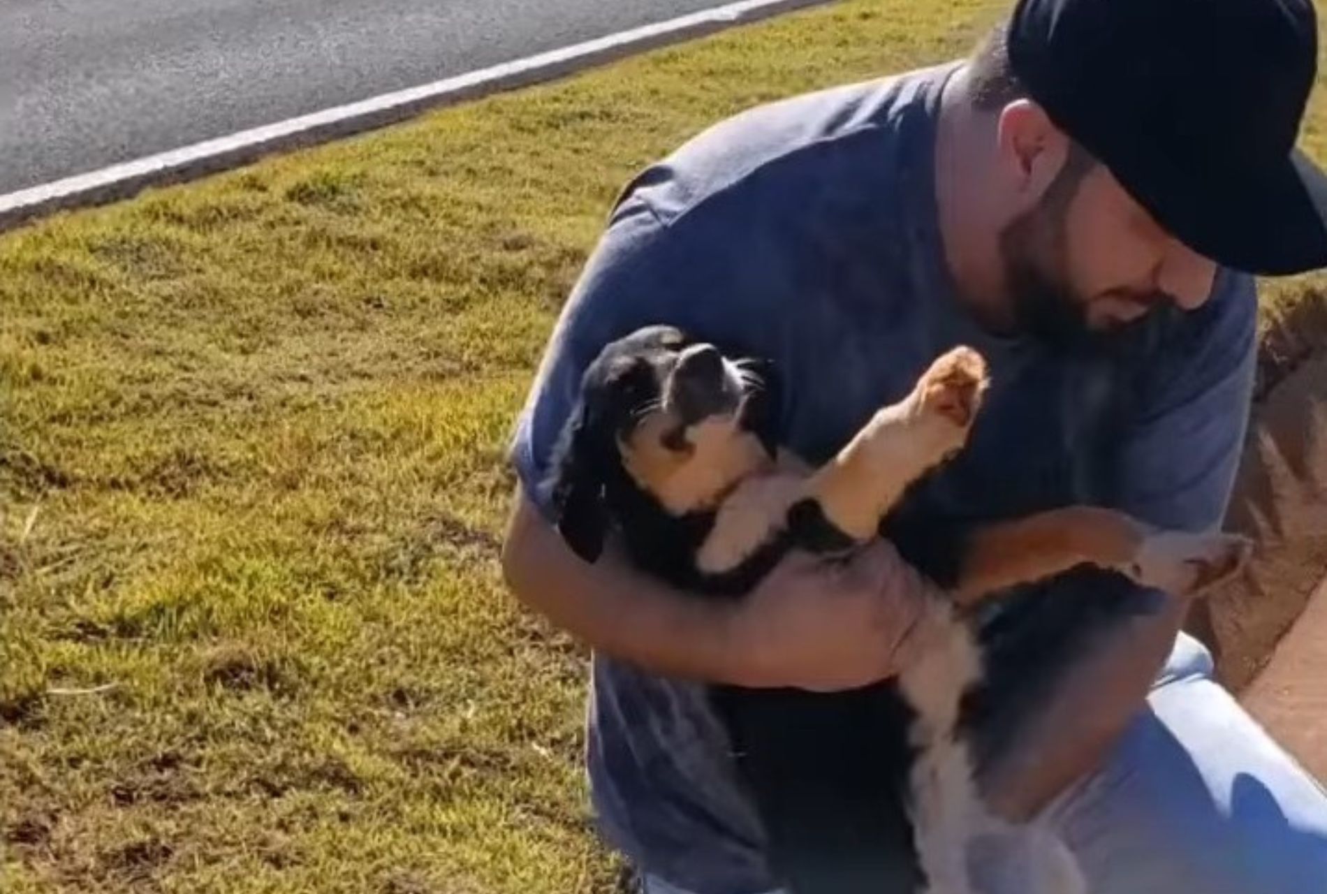 cane nel fosso