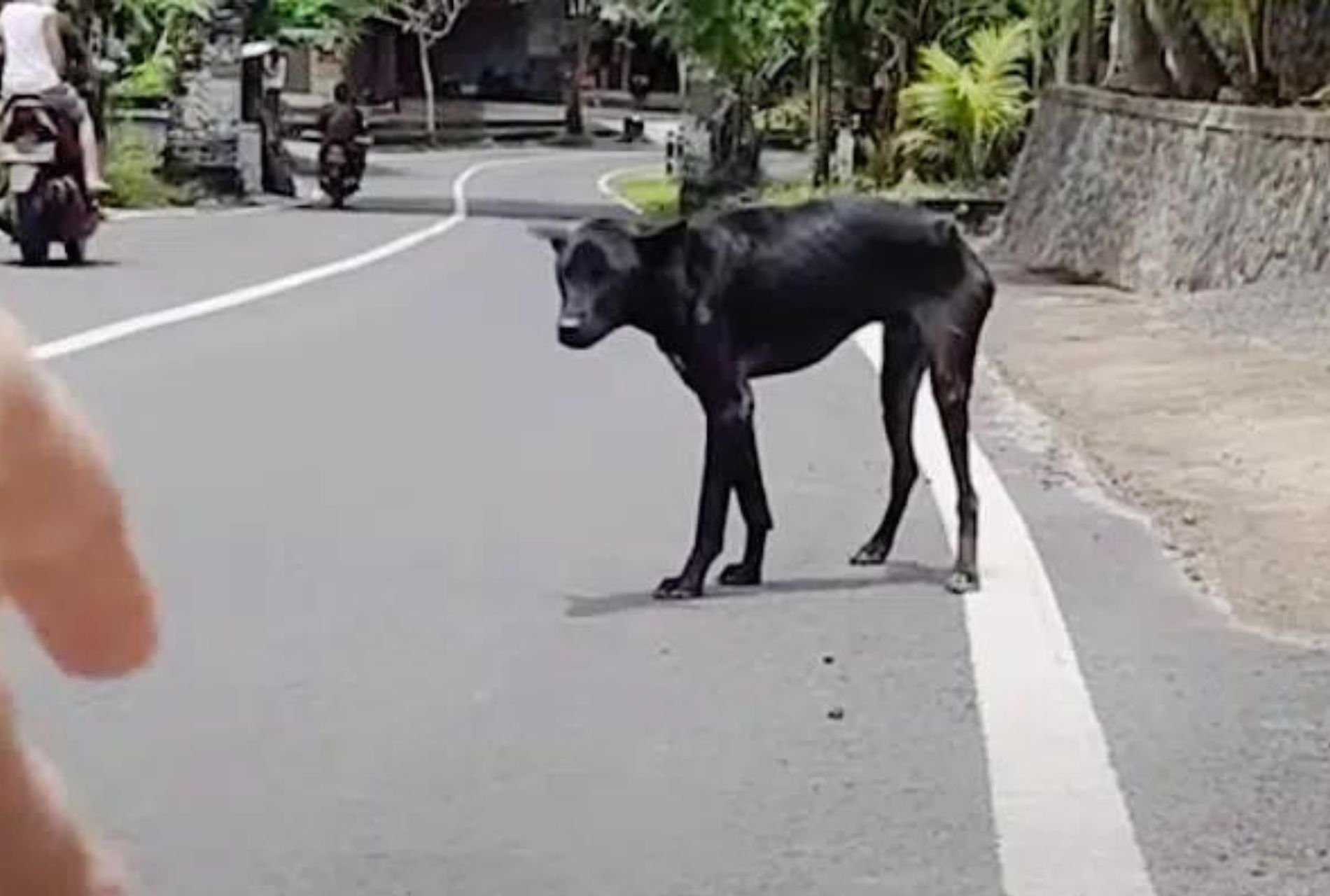 cane nero ferito