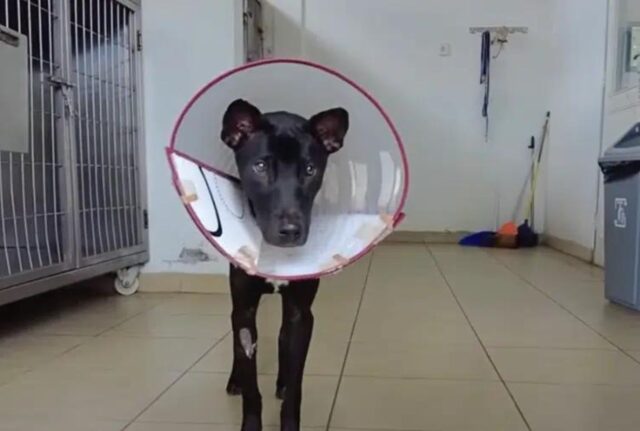 Nonostante il rifiuto del cane, un giovane continua a fargli visita ogni giorno per curare il suo cuore arrabbiato