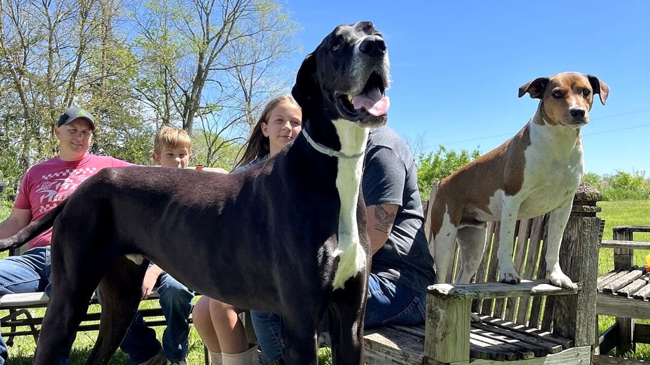 Cane più alto del mondo