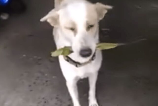 In questo modo speciale un cane decide di ringraziare una donna che ogni giorno gli dà delle attenzioni