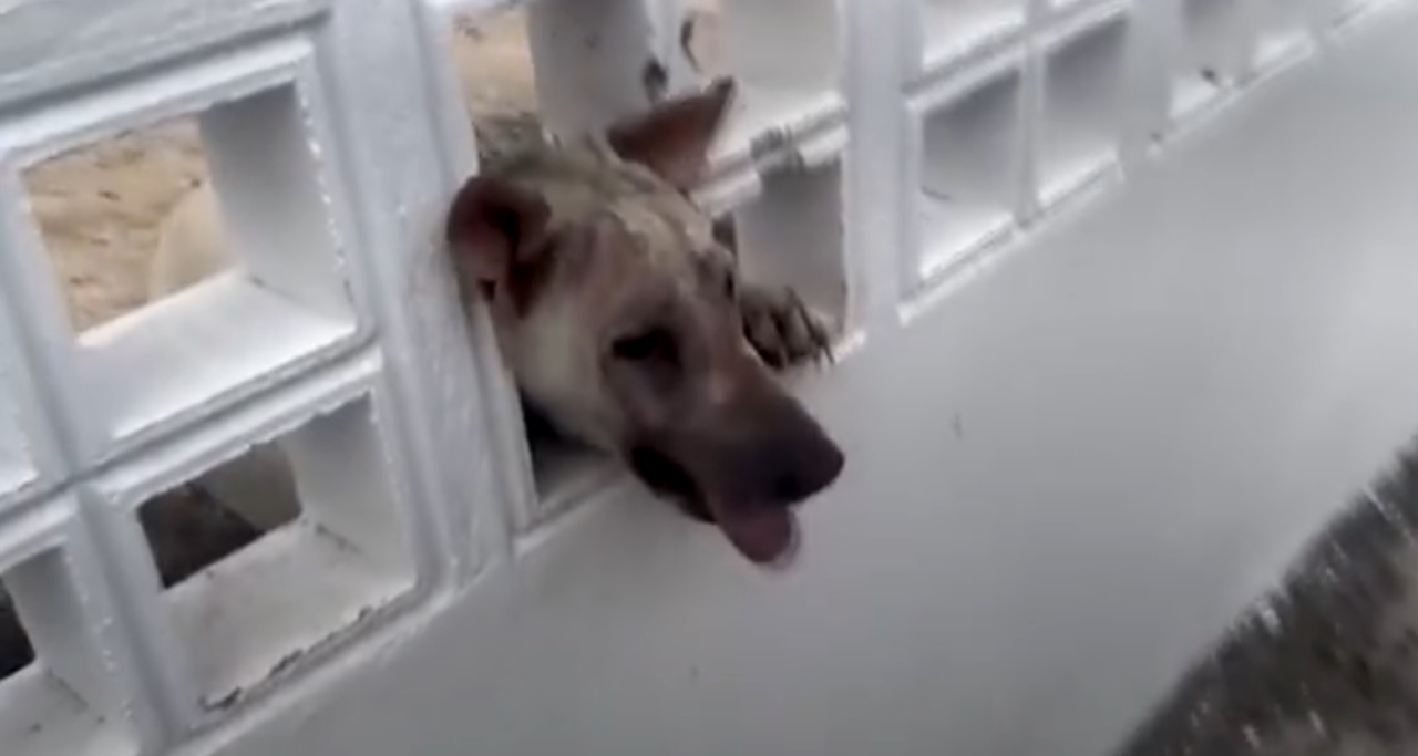 Cane liberato dal muro