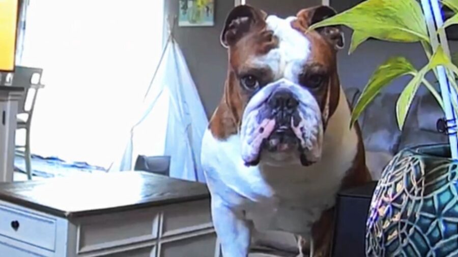 bulldog vicino ad una pianta