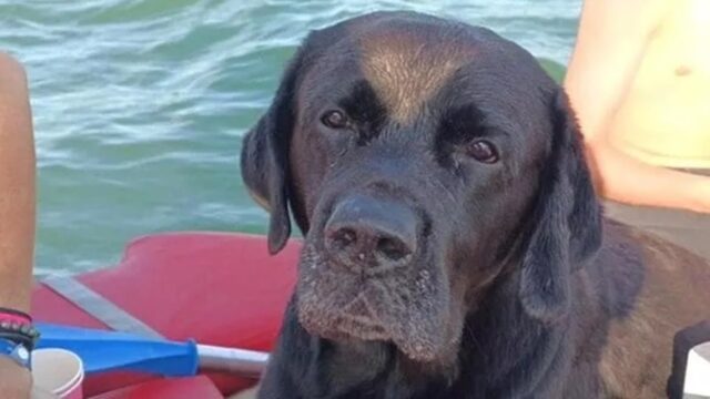 Cane risucchiato in mare nuota per sei chilometri per tornare a riva