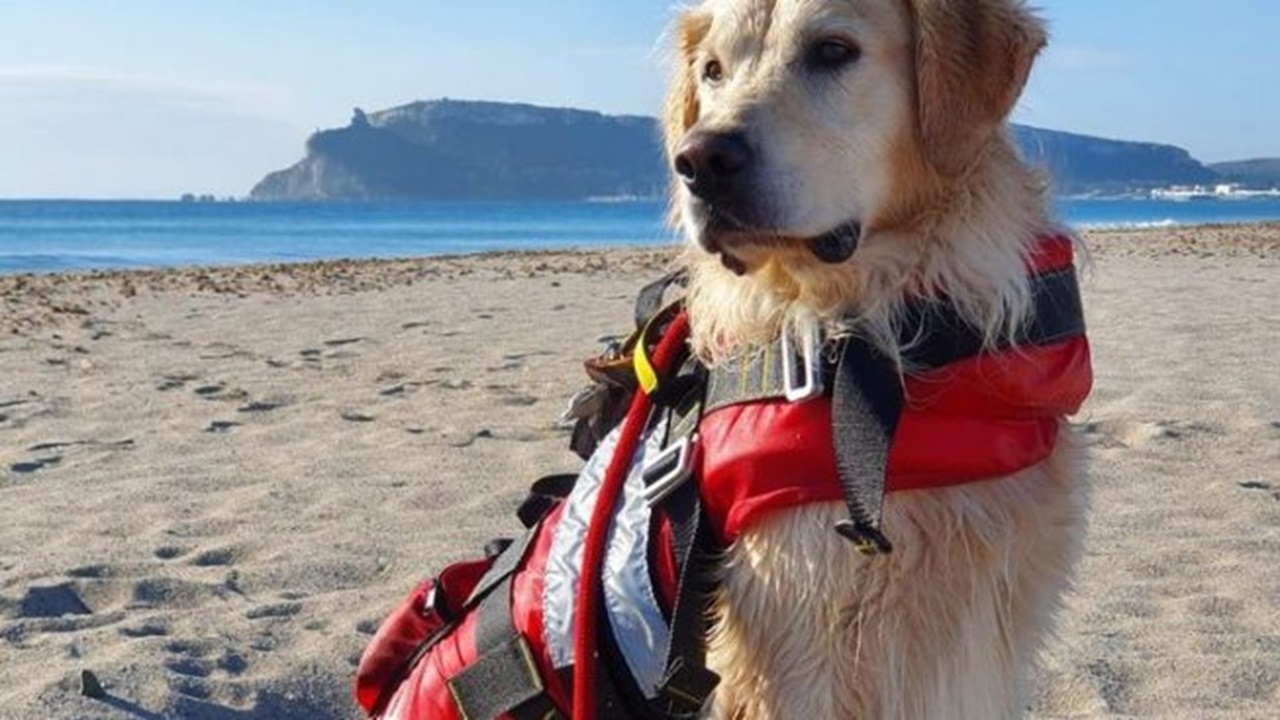 Cane salva in mare due turisti in difficoltà