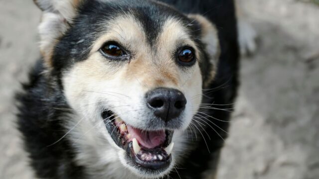 Cane senza denti: alimentazione corretta e consigli sui cibi giusti