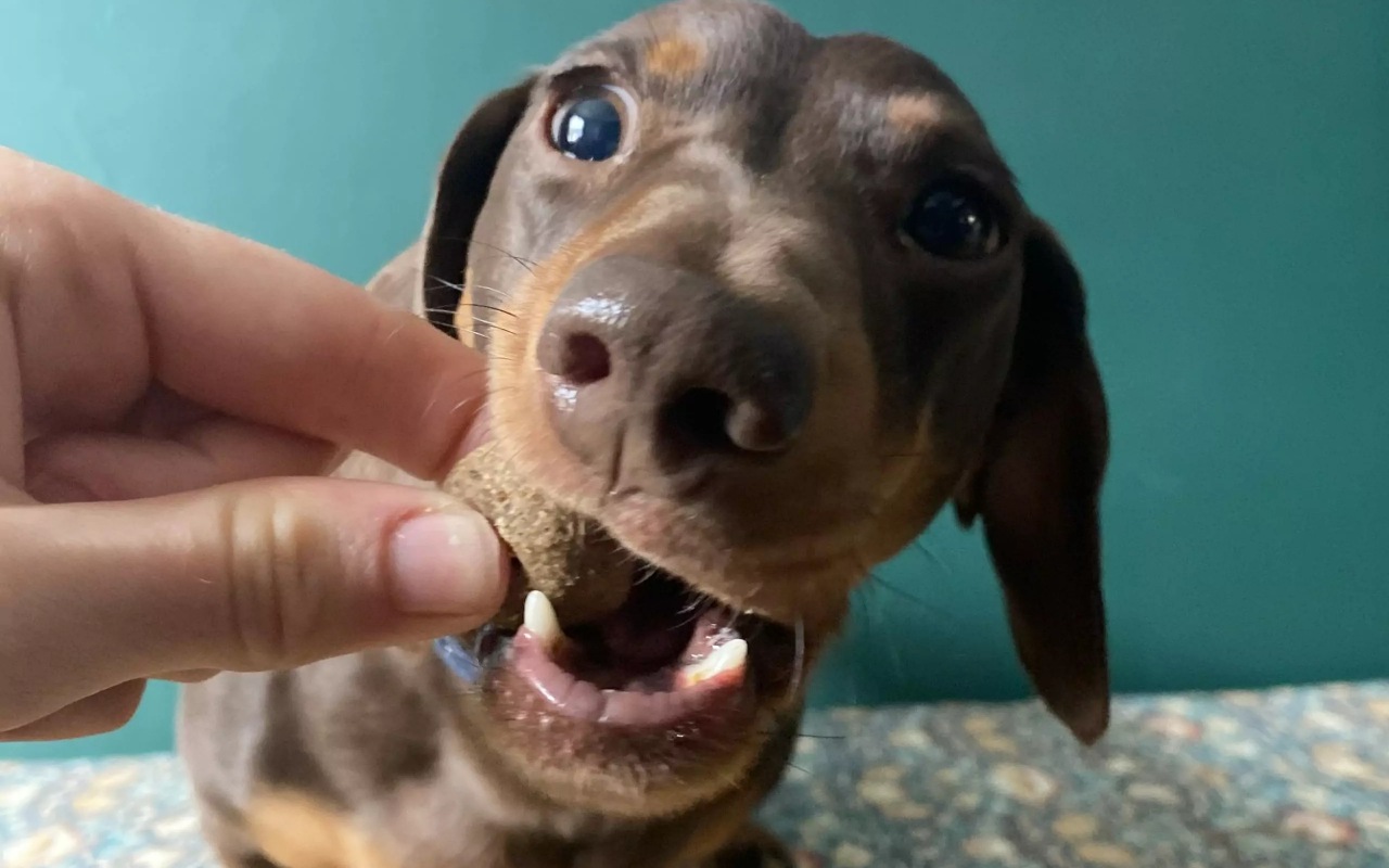 cane mangia un biscotto