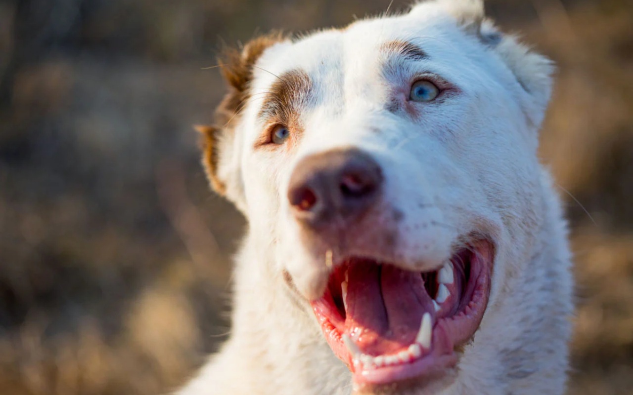 cane anziano di colore bianco