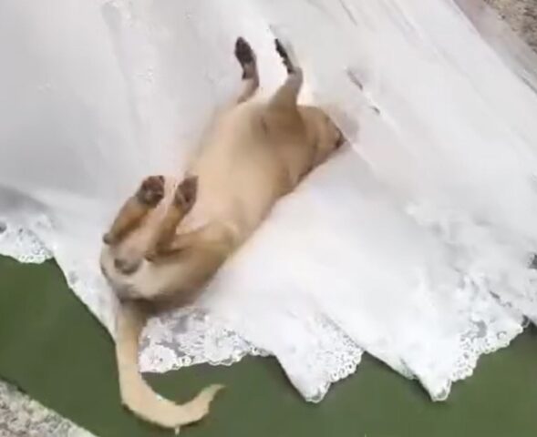 Cane si imbuca al matrimonio e si riposa sul velo della sposa