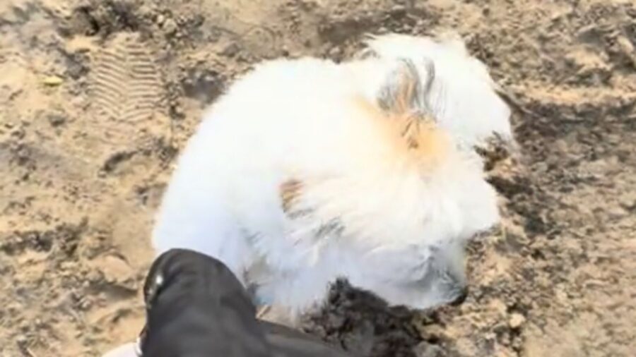 cagnolino vicino ad una persona