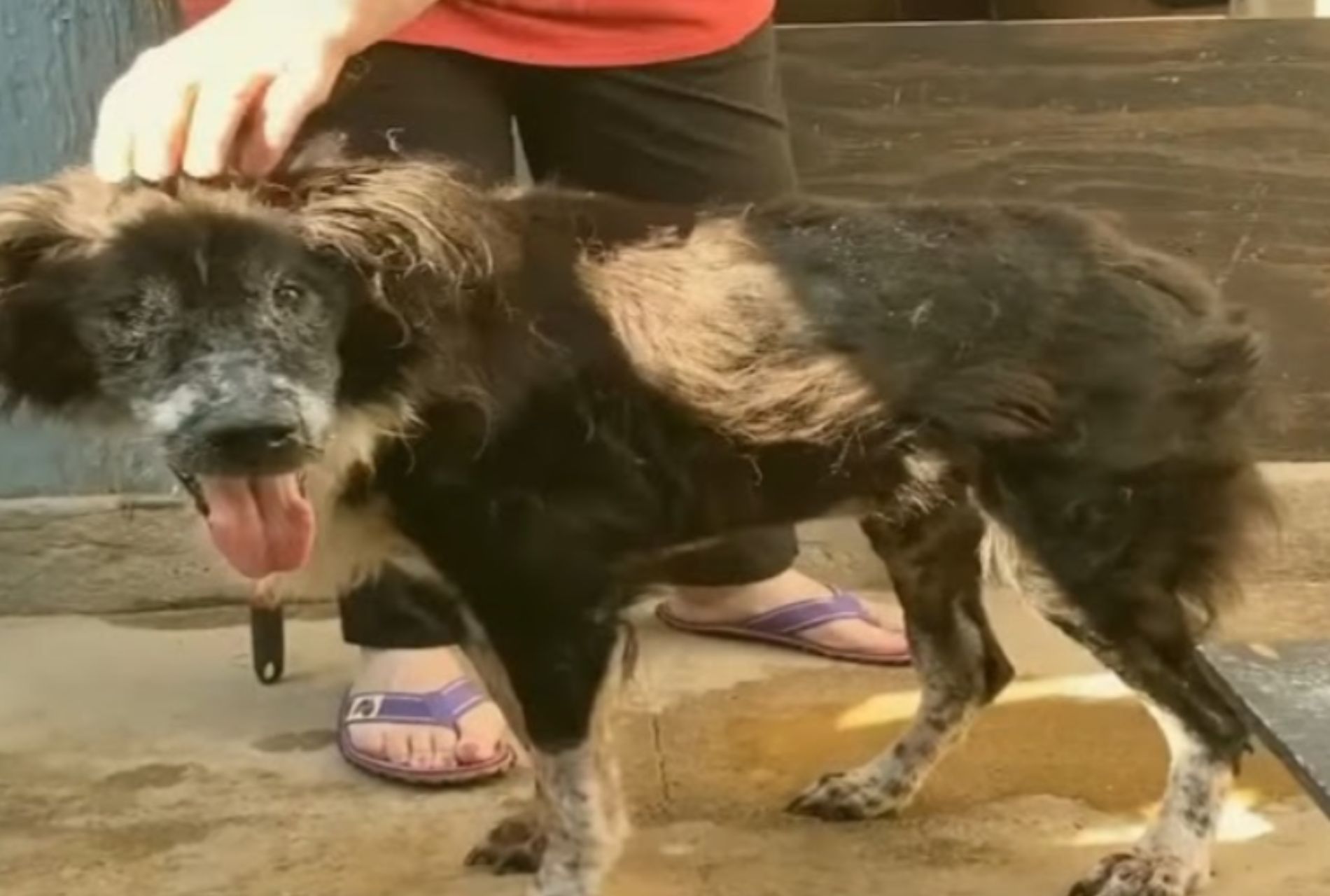 cane vive tra i rifiuti