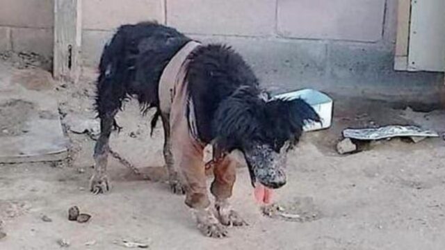 Ha vissuto per anni nello sporco: pieno di malattie, il cane veniva ignorato da tutti per le sue condizioni