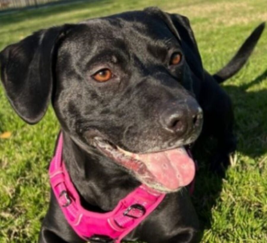 un cane nero con la pettorina