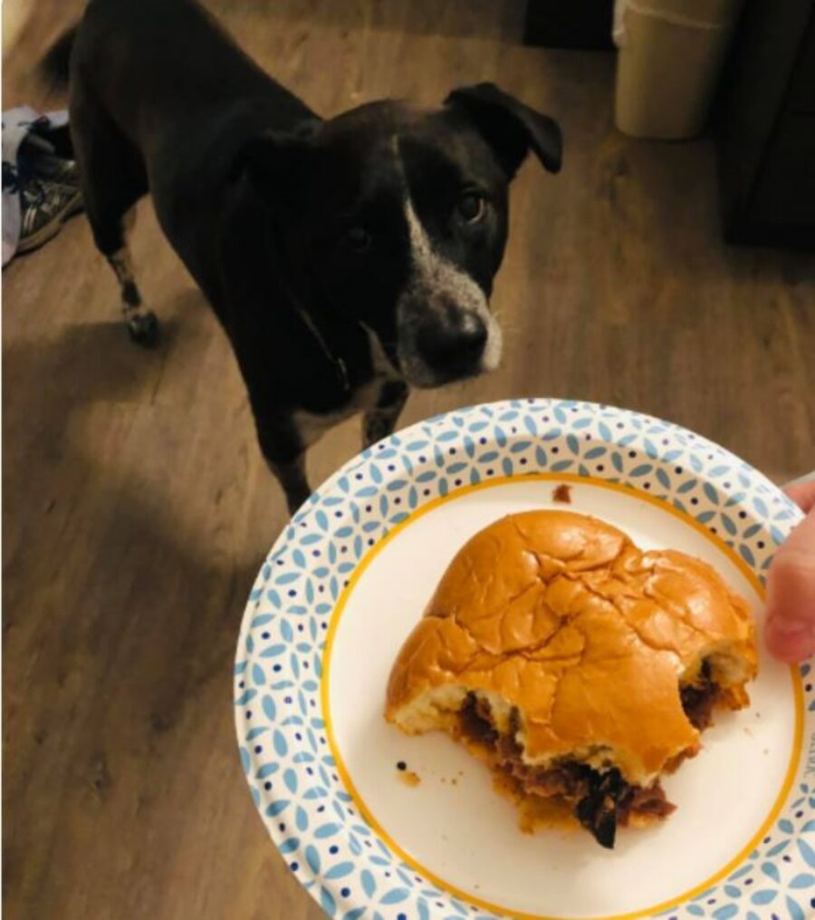 una cagnolina di nome Piper