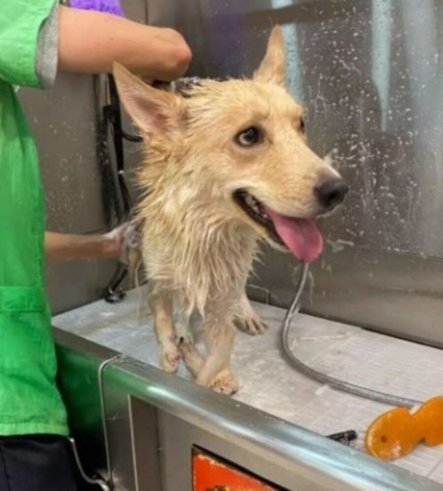 una cagnolina di nome Thublerina