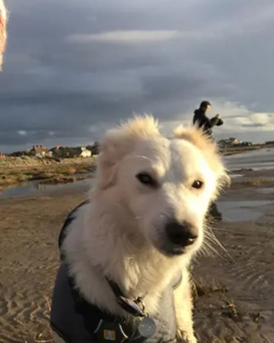 un cane in spiaggia