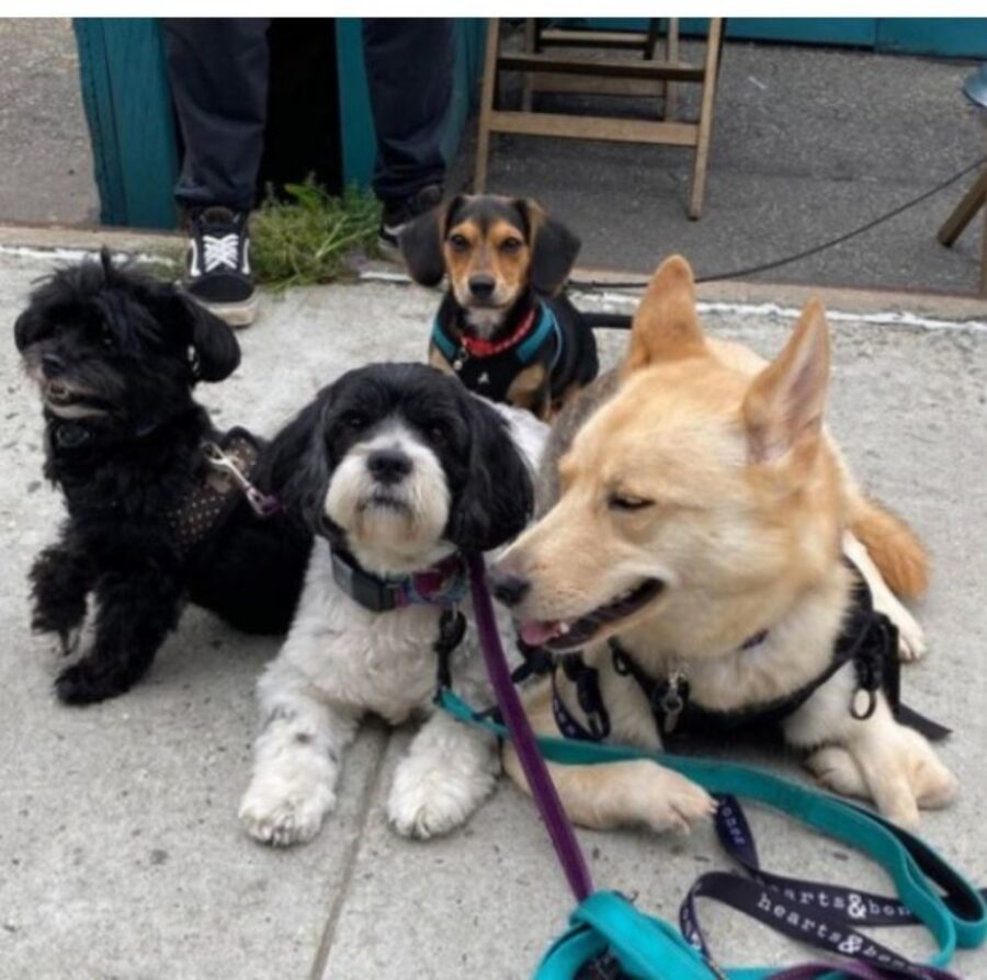 una cagnolina con altri cani al guinzaglio