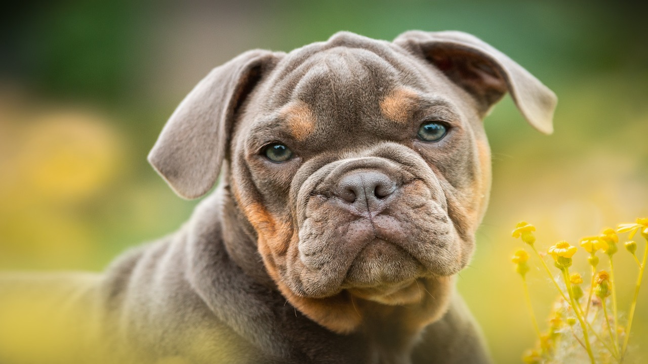 Cani di grossa taglia abbandonati