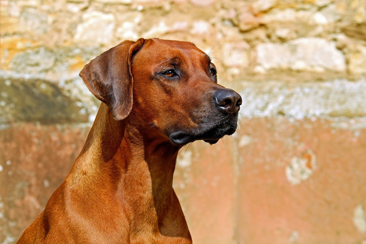 Cane abbandonato dal padrone