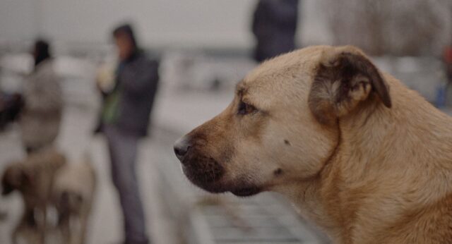 Cani randagi malati soppressi in Turchia, la decisione delle autorità