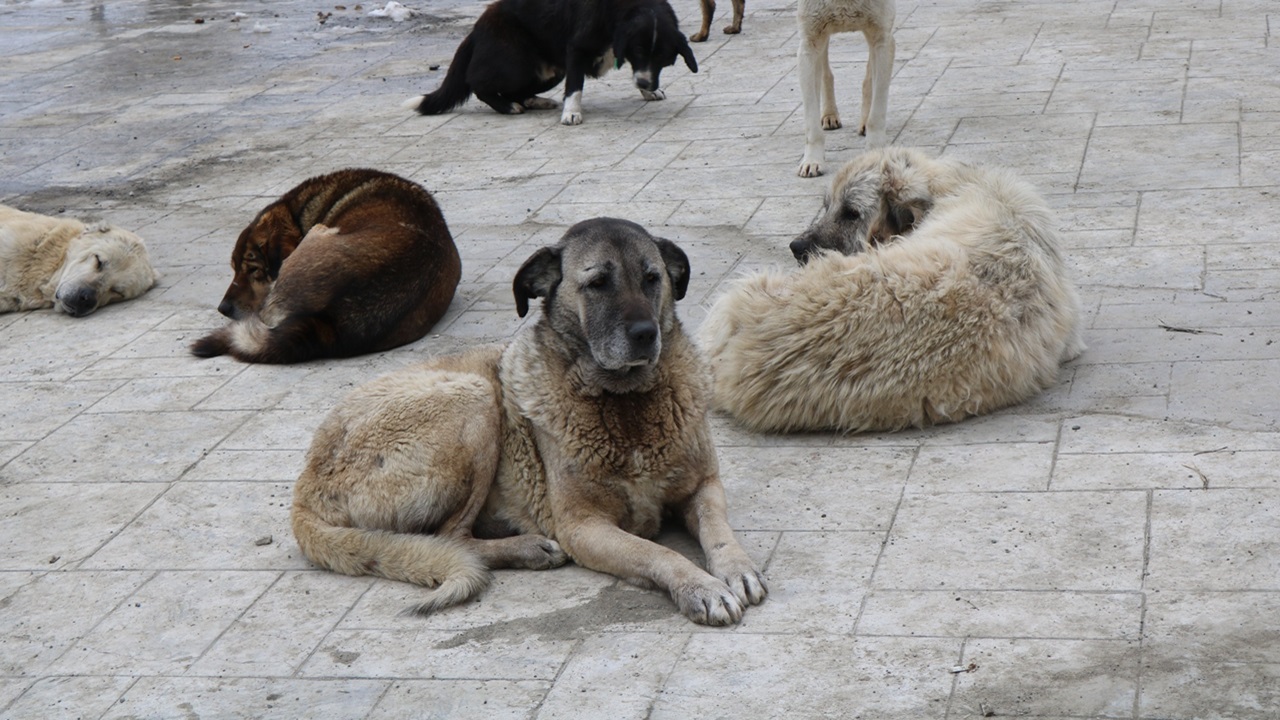 Cani randagi malati soppressi in Turchia