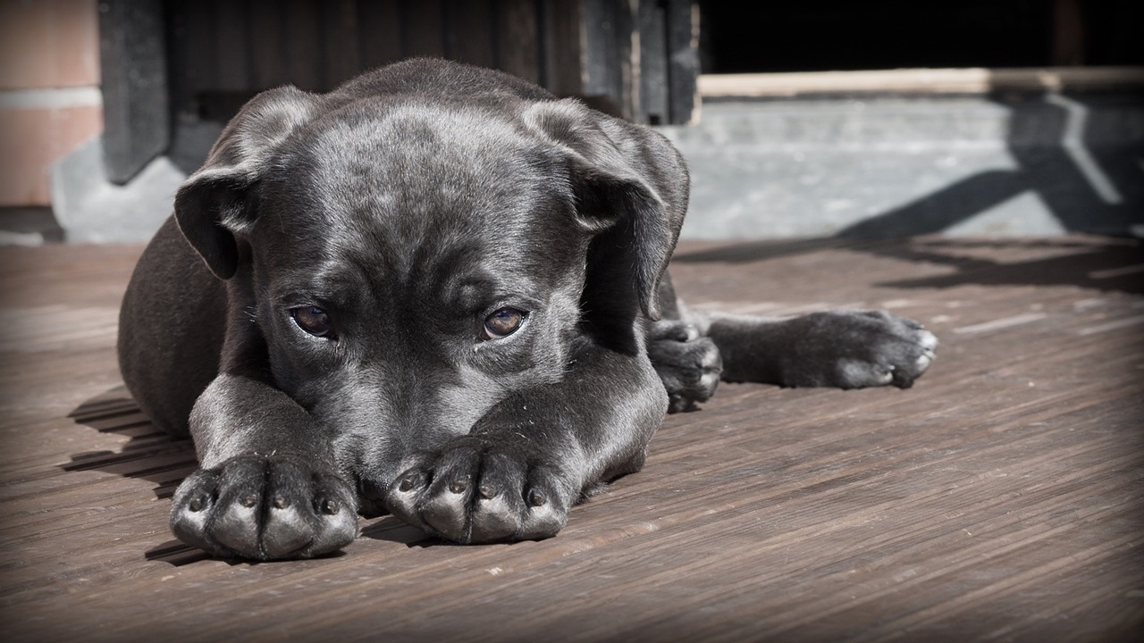 Cane triste